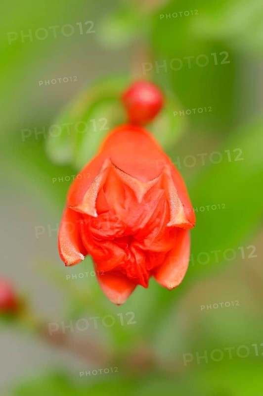 Dwarf Pomegranate