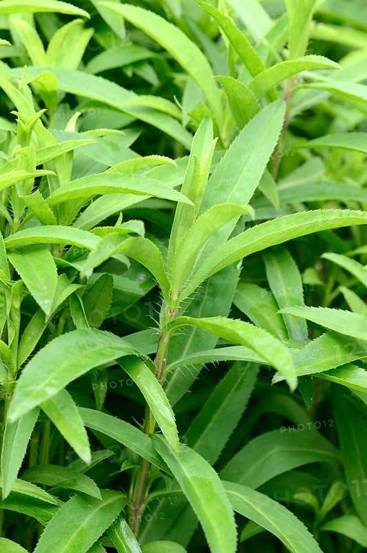 Mexican Tarragon