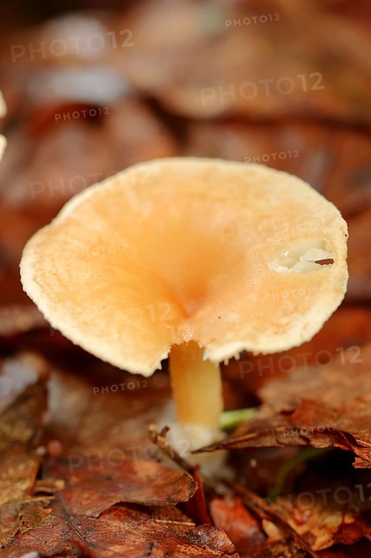 Tawny Funnel Cap