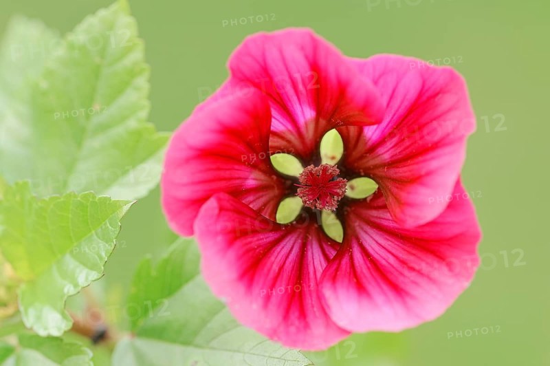 Annual Malope