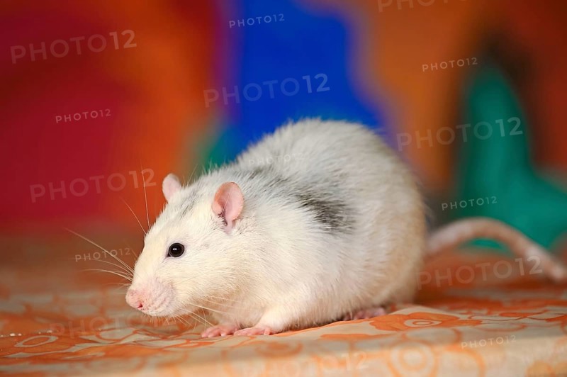 Domestic rat