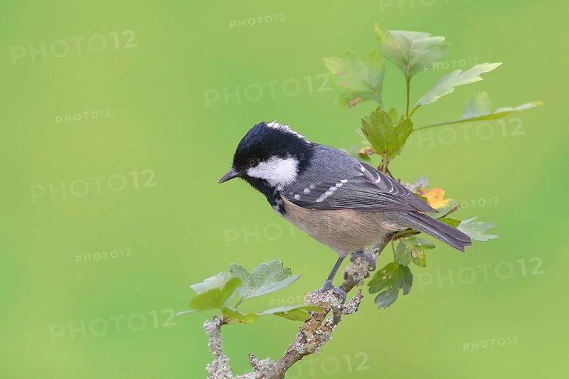 Coal tit