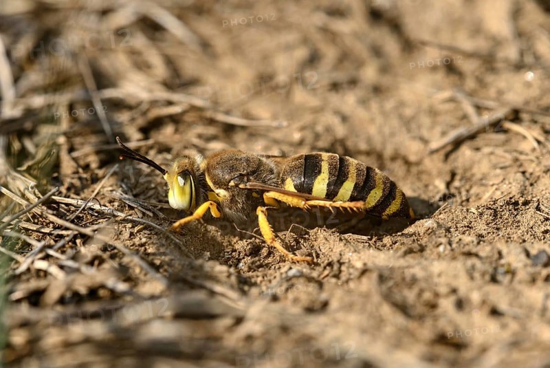 Gyroscopic wasp
