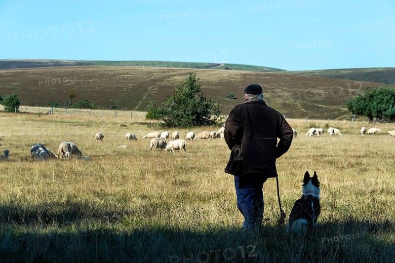 Sheep grazing in the Livradois-Forez Regional Nature Park