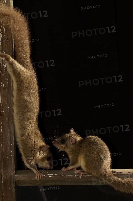 Edible dormouse