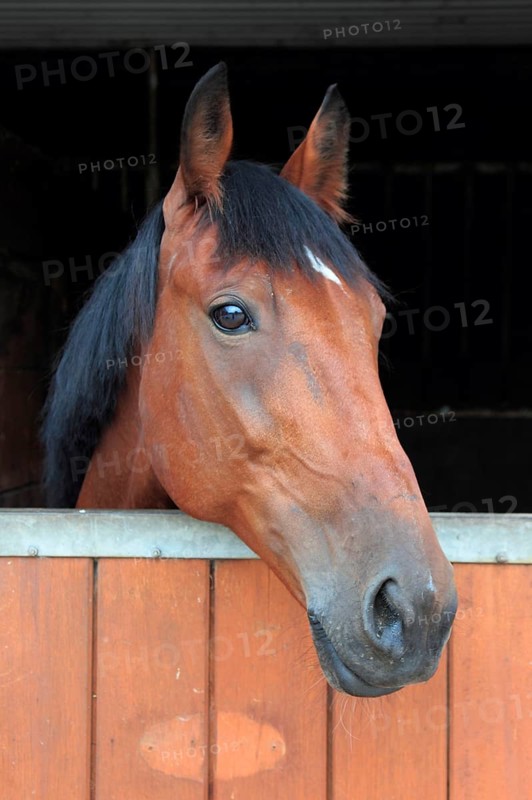 House horse looks over stable door