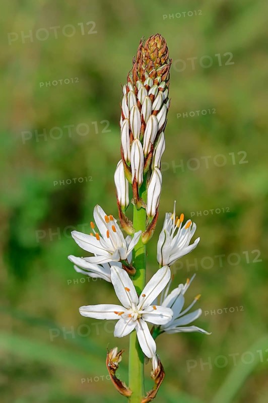 White asphodel