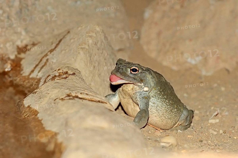 Colorado River Toad
