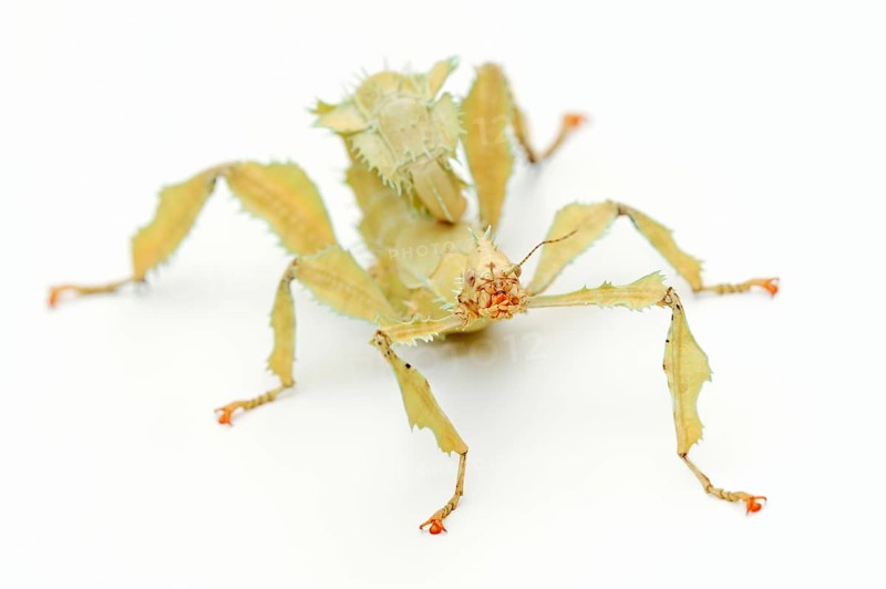 Giant prickly stick insect