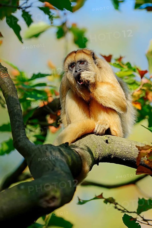 Black howler