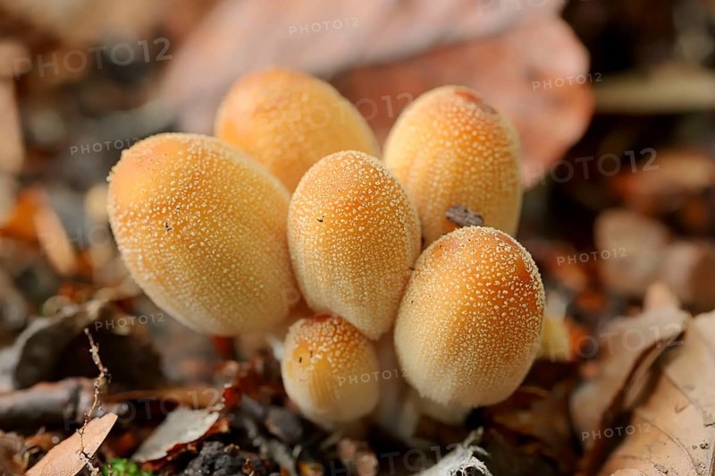 Glistening Inkcap