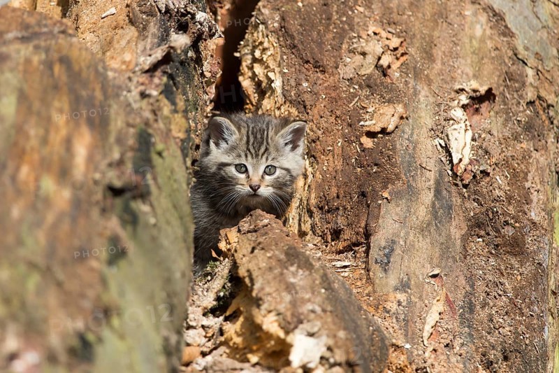 European Wildcat