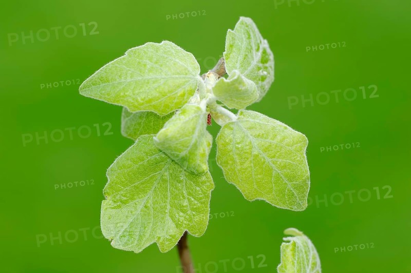 Grey Poplar