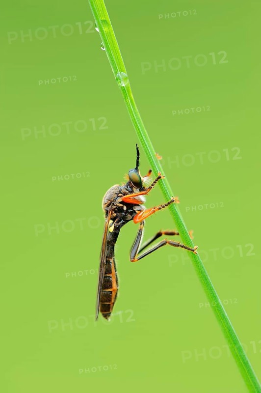 Common Red-legged Robberfly