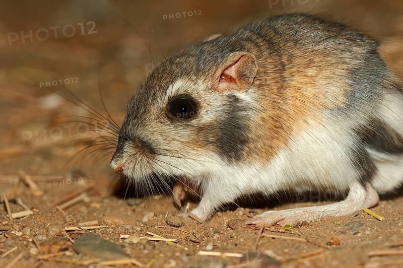 Merriam's kangaroo rat