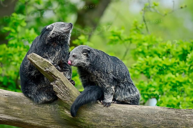 Binturong