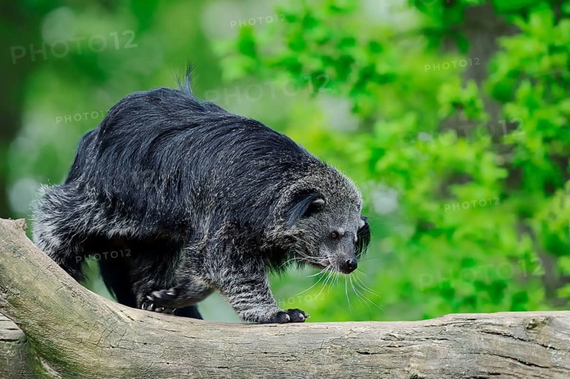 Binturong