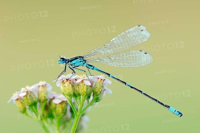 Variable damselfly
