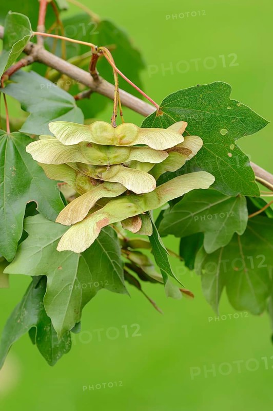 Field Maple