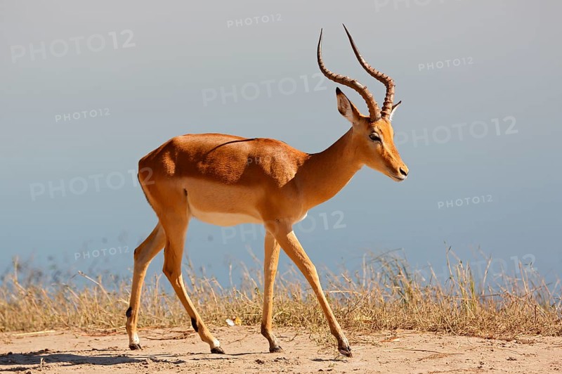 Blackfaced impala