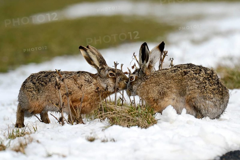 Brown Hares