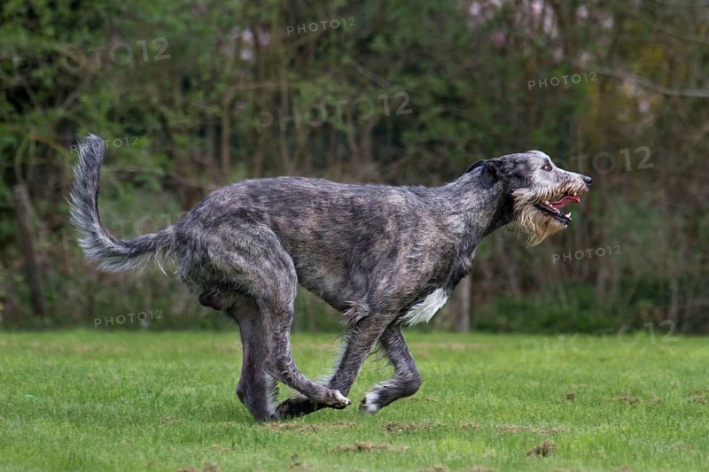 Irish wolfhound
