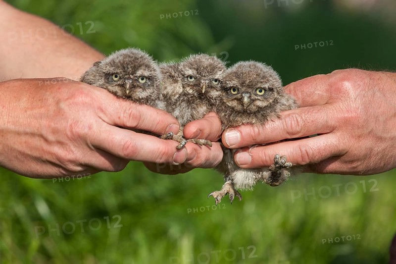 Little Owl