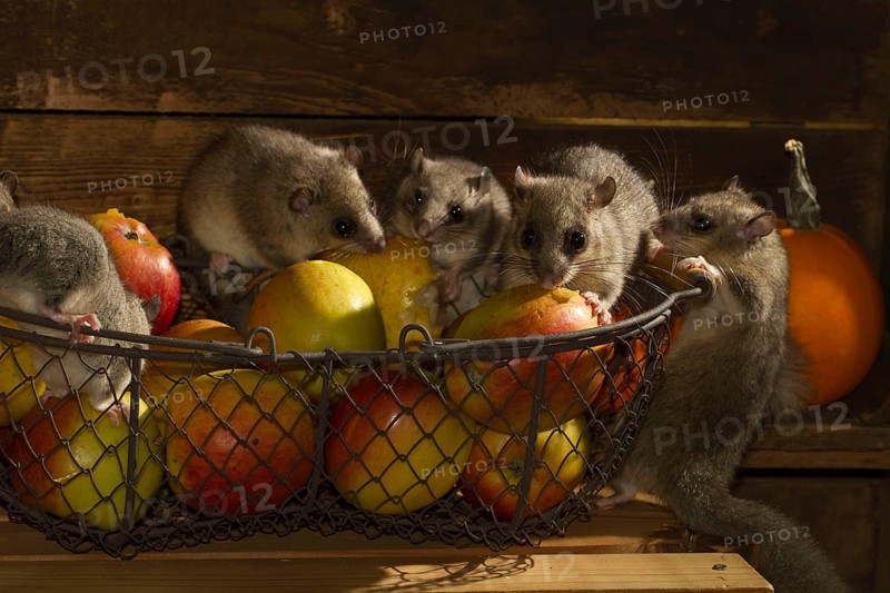 Edible dormouse