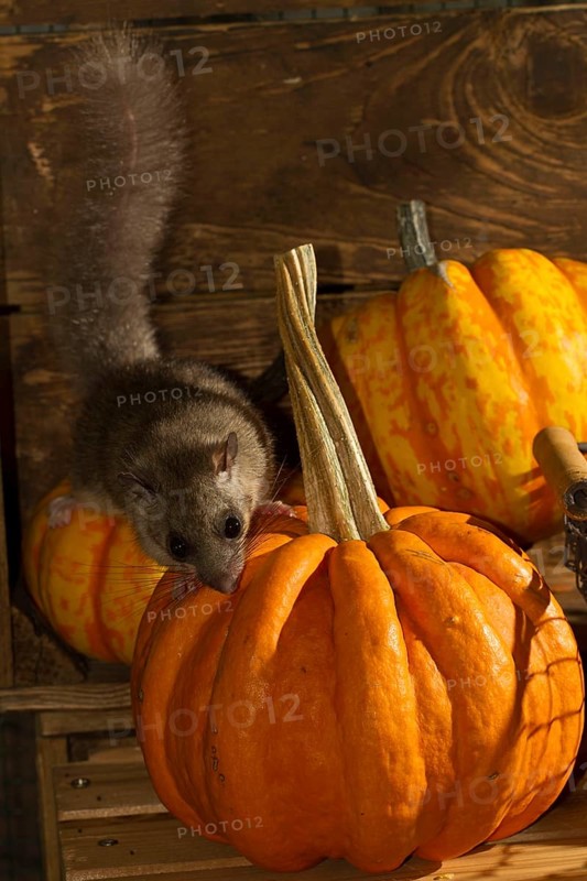 Edible dormouse
