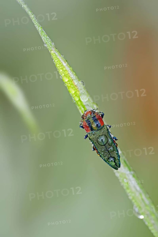 Emerald Beetle