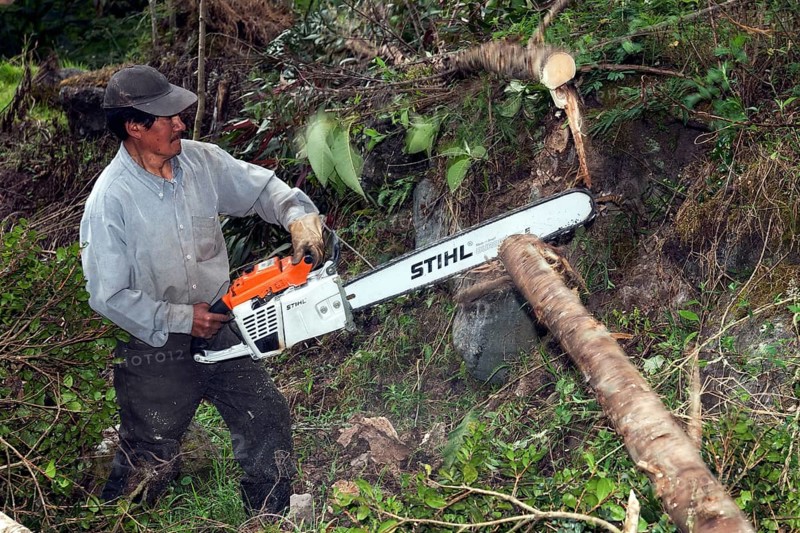 Man cutting trees in cloud forest