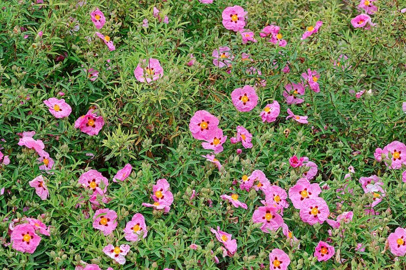 Orchid Rockrose