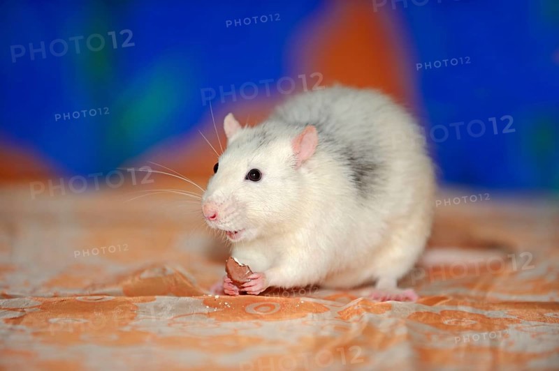 Domestic rat