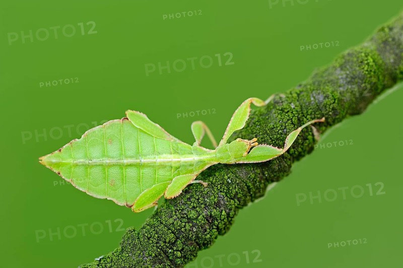 Walking Leaf