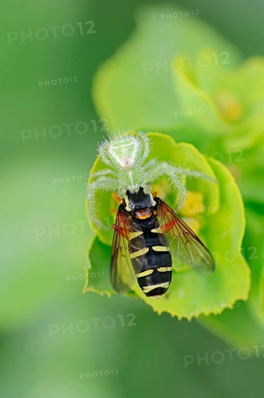 Triangle crab spider with captured hoverfly