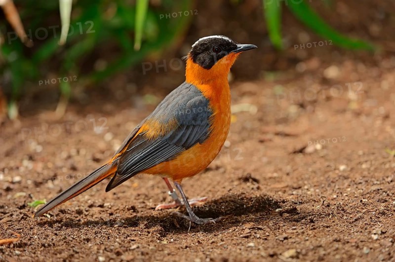 White-crowned Robin Chat