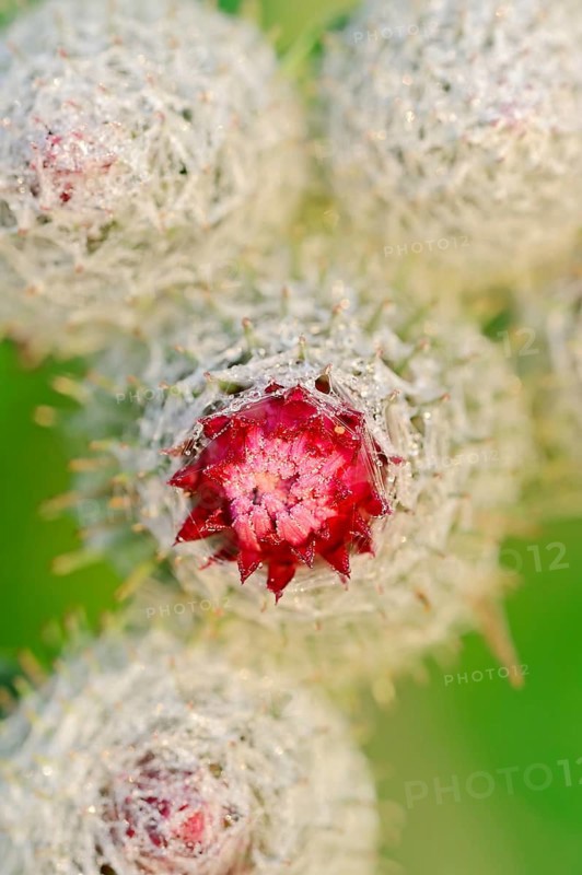 Felt burdock