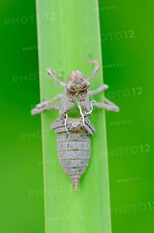 Black-tailed Skimmer