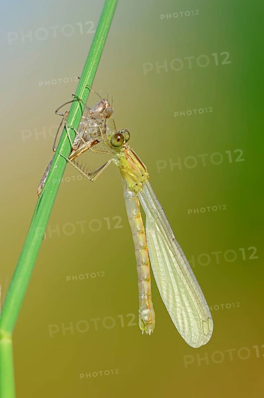 Willow Emerald Damselfly