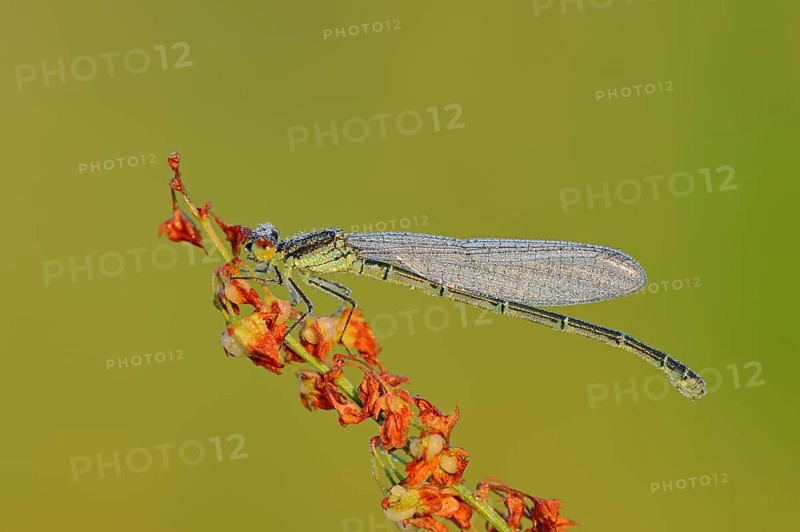 Small Red-eyed Damselfly