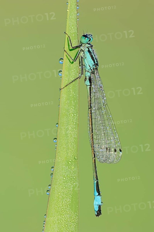 Blue-tailed damselfly