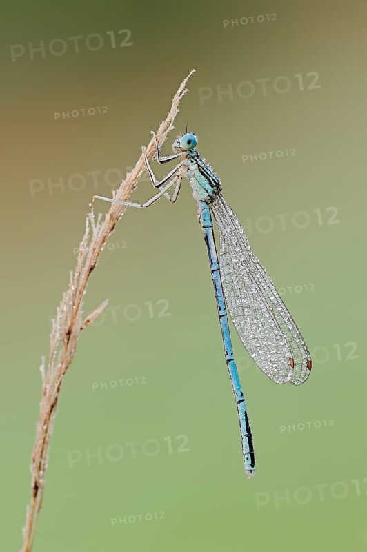 White-legged damselfly