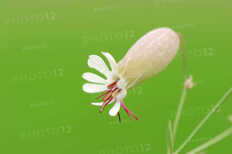 Bladder Campion