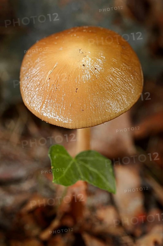 Rooting Shank