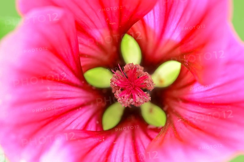 Annual Malope