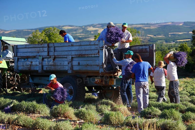 Lavender harvest