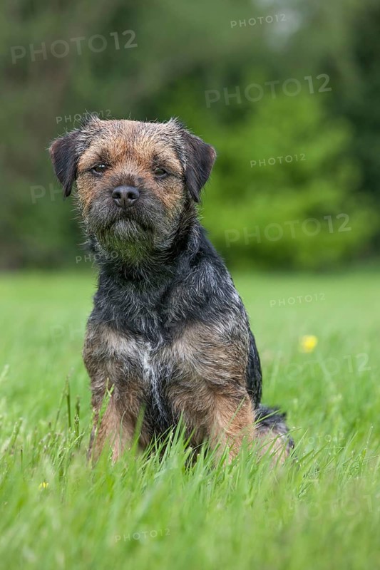 Border terrier
