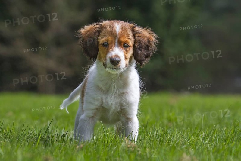 Small Dutch Waterfowl Dog