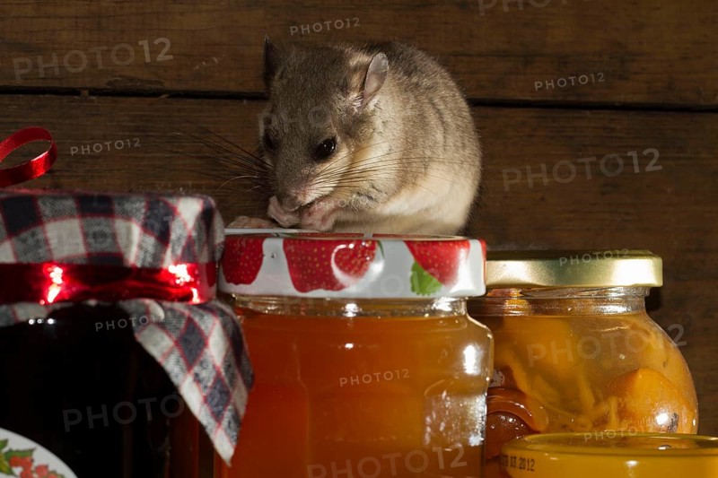 Fat dormouse