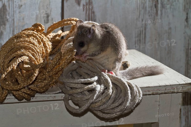 Fat dormouse